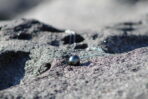 Colgante de plata con perla negra de Tahití sobre roca volcánica