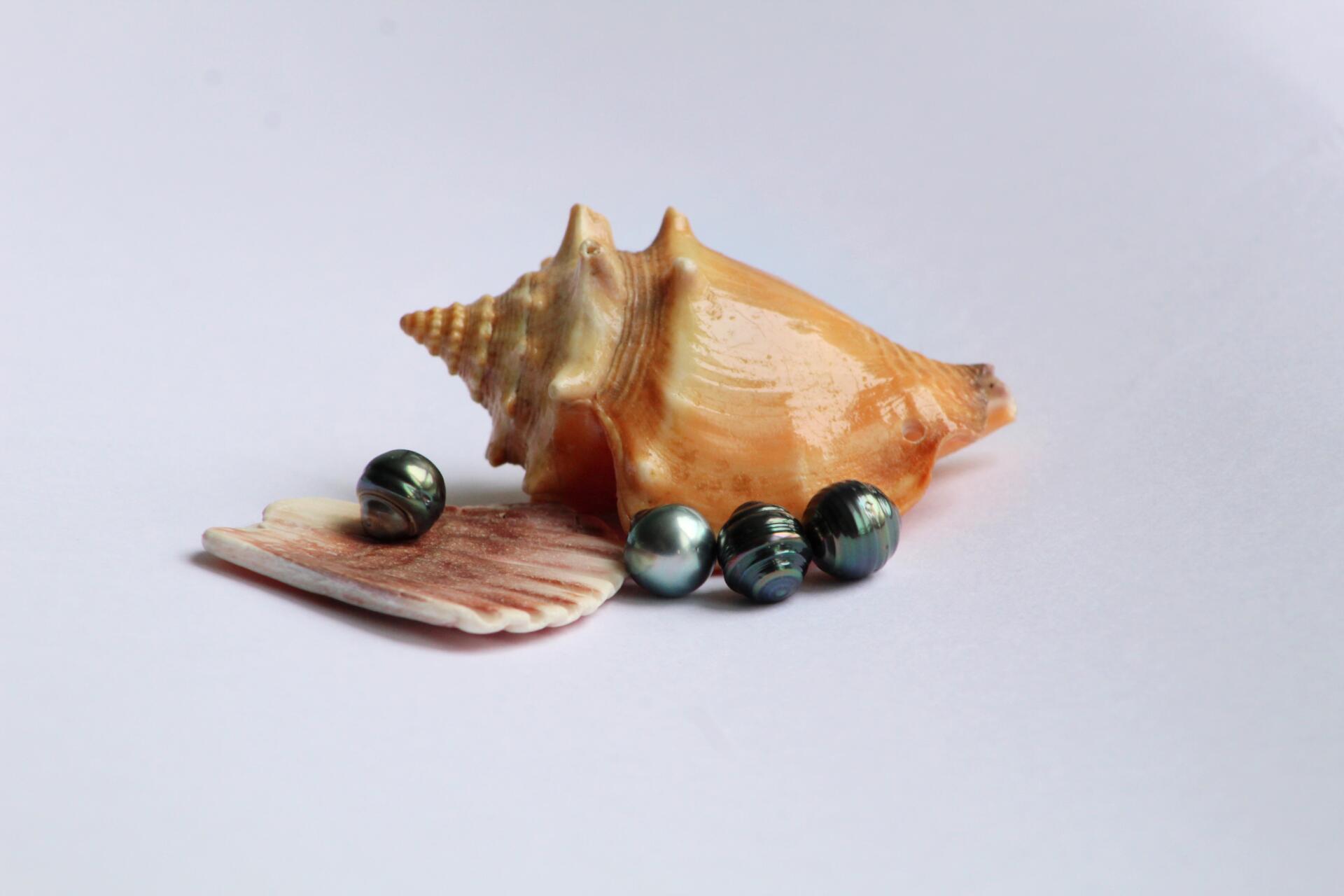 Perlas de Tahití grado D junto a una caracola