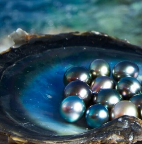 Perlas de Tahití grado C dentro de una concha de nácar