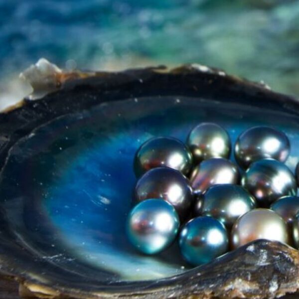 Perlas de Tahití grado C dentro de una concha de nácar