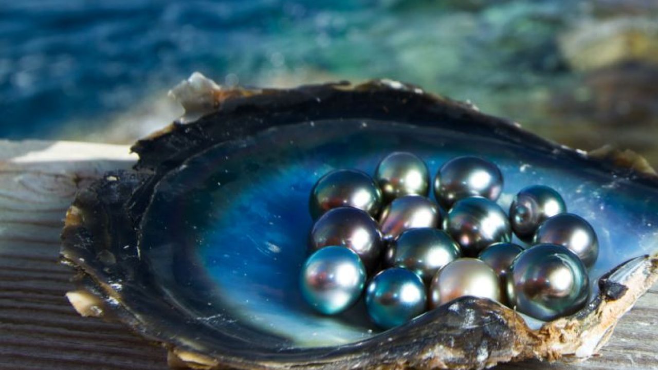 Perlas de Tahití grado C dentro de una concha de nácar