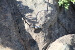 Colgante de cuero con perlas negras de Tahití sobre una roca