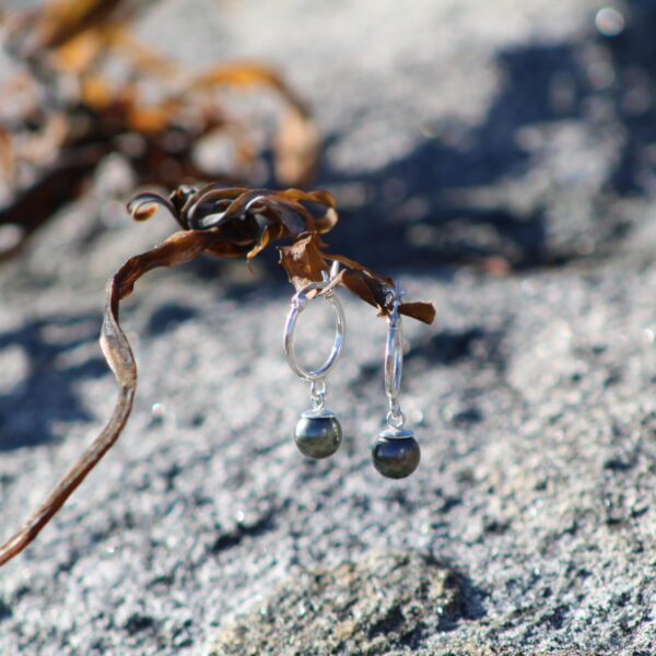 Aros de plata con perlas negras de Tahití colgados de un alga sobre roca